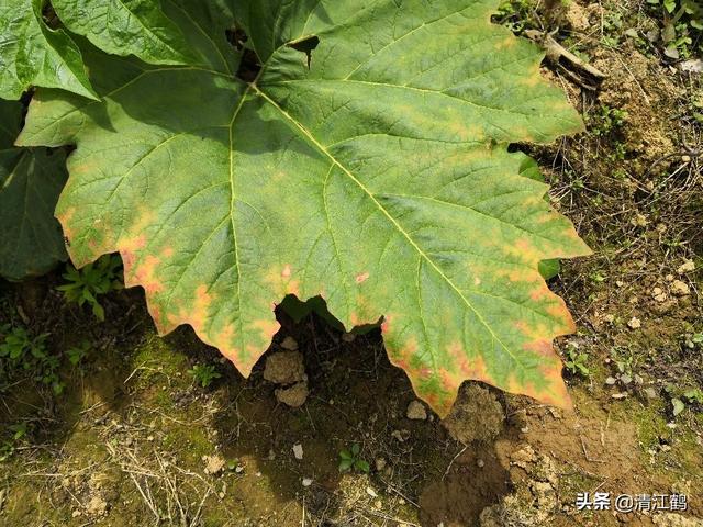 大黄苗后除草咋成？药到草锄，高效禾阔双除，省时省力太简单6