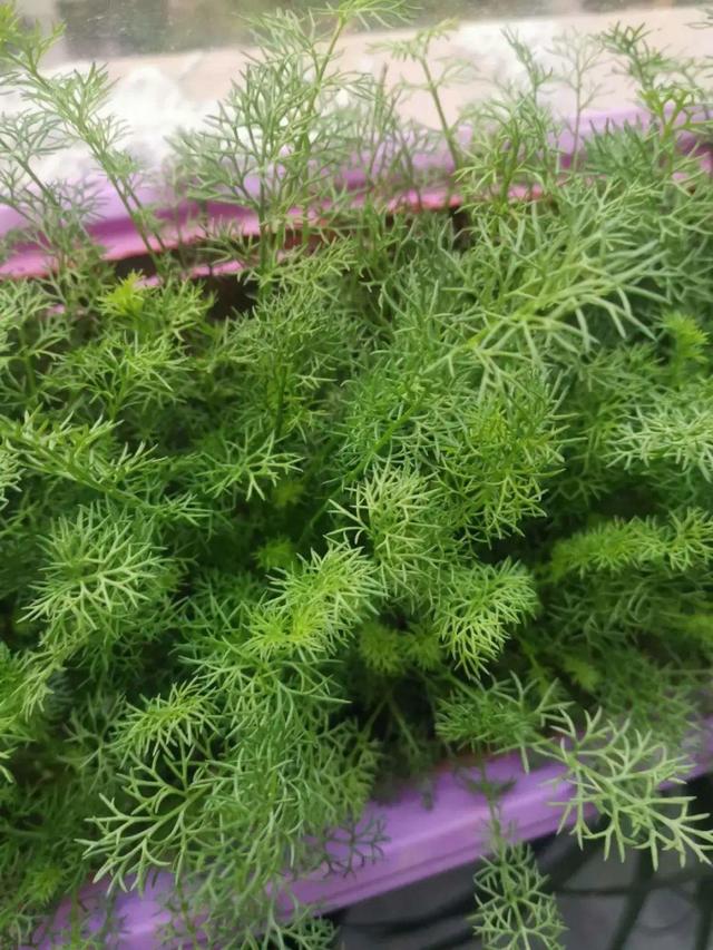 阳台种菜 阳台种菜（阳台种菜用什么土） 生活