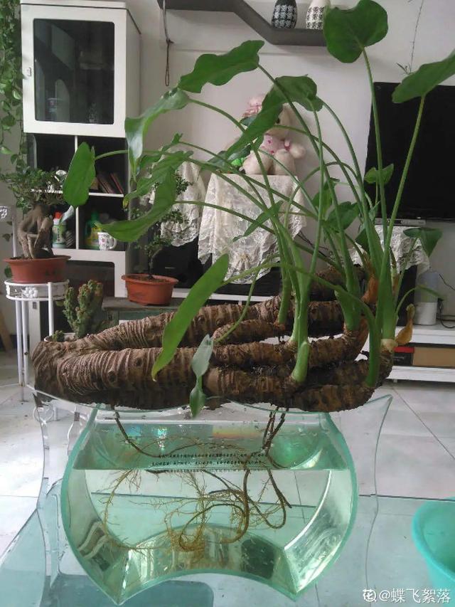 碰碰香有毒吗 碰碰香有毒吗（植物碰碰香有毒吗） 生活