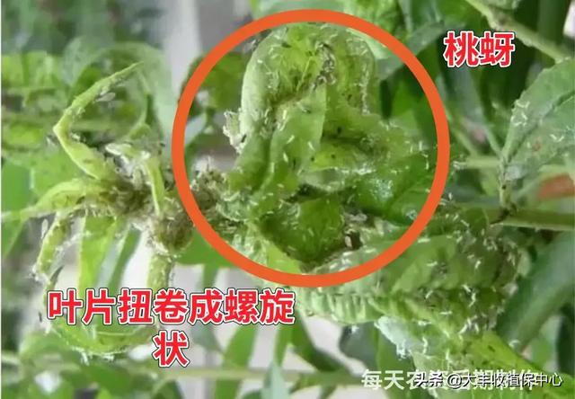 红蜘蛛、蚜虫、蓟马等虫害爆发期，最佳用药方案看这里！「收藏」4