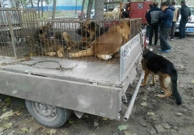 中华田园犬为什么禁养