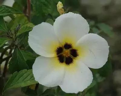 50种浪漫鲜花花语大全 50种浪漫鲜花花语大全（50种浪漫鲜花花语大全图片） 生活