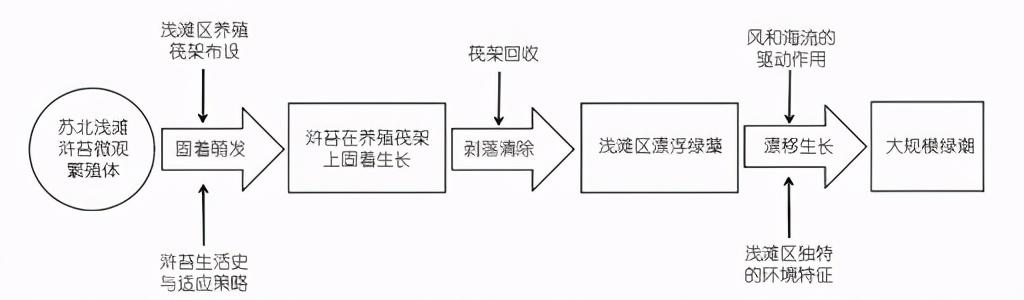 浒苔