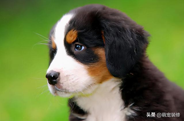 长须牧羊犬