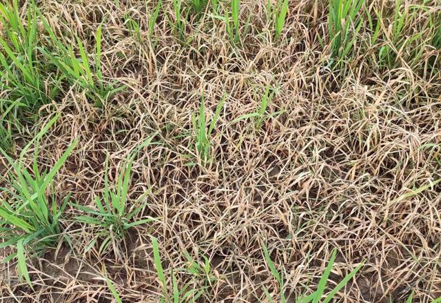 水稻田除草剂二甲·灭草松，对阔叶杂草和莎草特效，成本低残留少