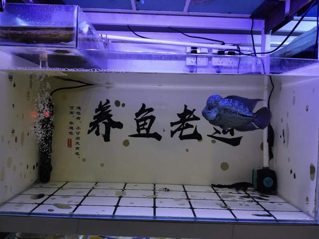 鱼肉过滤机