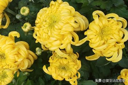 菊花是什么意思