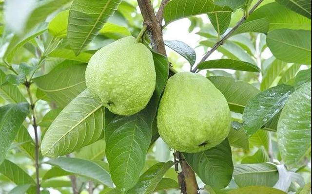 奶油芭乐是什么水果「奶油芭乐是什么品种」