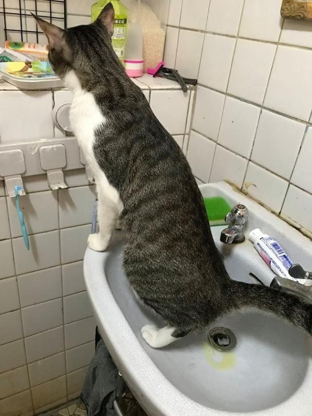 猫咪尿频