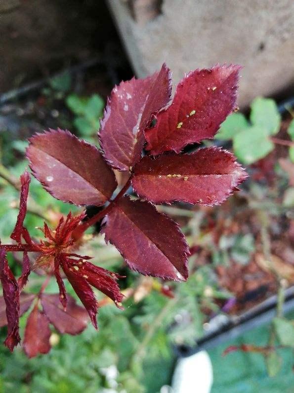 水里滴点风油精，给花喝两口，虫子全死光3