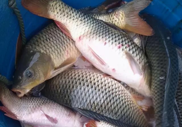 这5种很多人爱吃的鱼 实际上没什么营养 被拉入 黑名单 全网搜