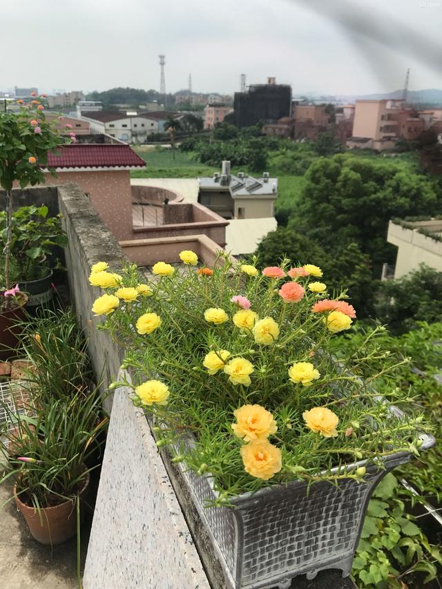 重瓣太阳花“香蕉黄”—花美若牡丹，花期超长，新手也能养2