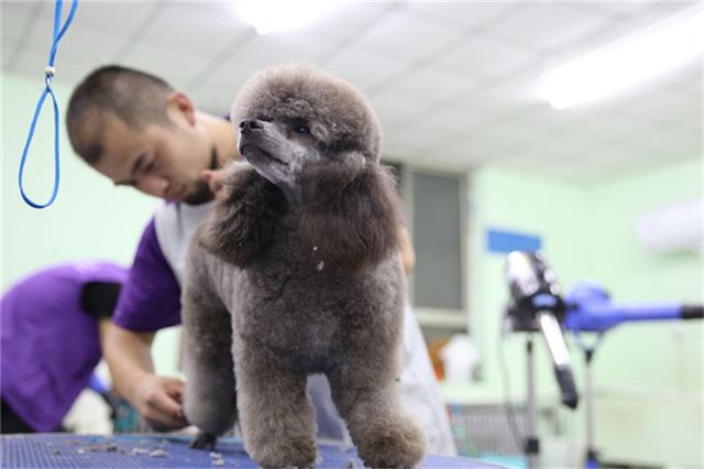 宠物美容培训哪家好 宠物美容培训哪家好（宠物美容培训机构是割韭菜么） 动物