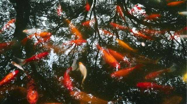 2019长沙药用机械展