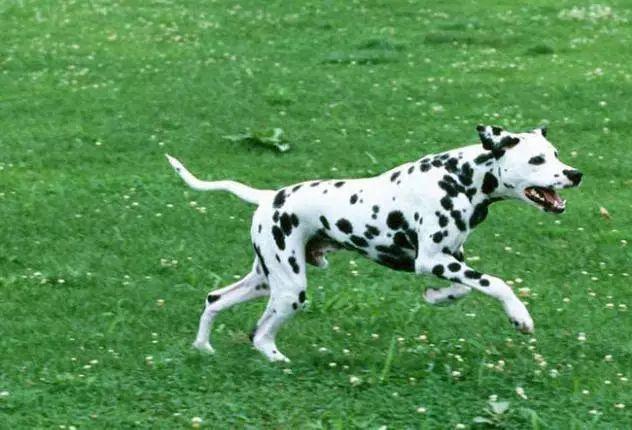 世界名犬图片 世界名犬图片（世界名犬品种大全图片） 动物