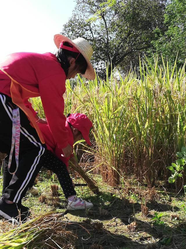 幼儿园的割水稻能手
