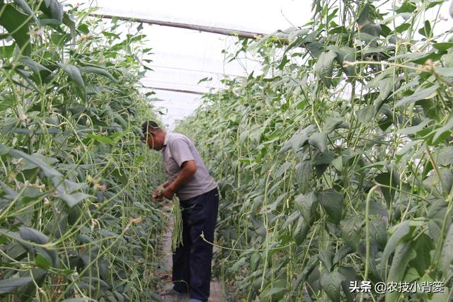 豆角化花是怎么回事