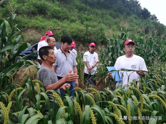 甲维盐和阿维菌素哪个杀虫效果更好？同样的药物价格、效果差在哪7