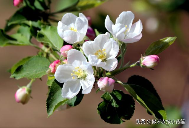 果树开花前和谢花后重点补硼补钙，既能促花促果，又能保花保果14