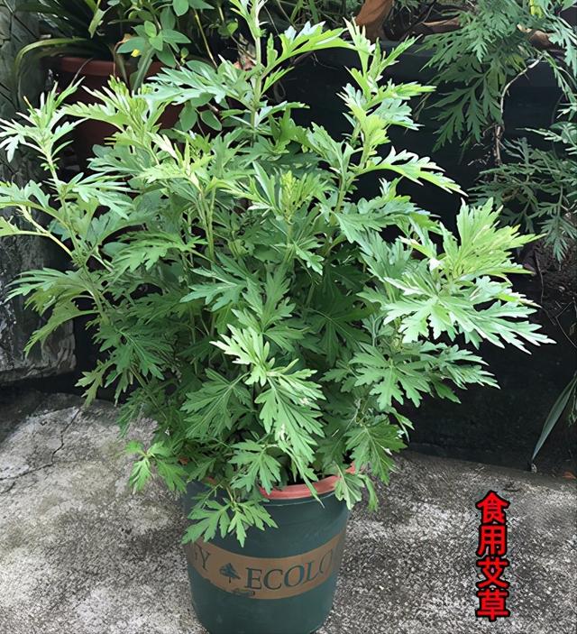 防蚊植物