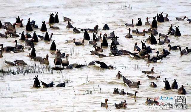 鄱阳湖冬季候鸟种类（鄱阳湖候鸟保护区）