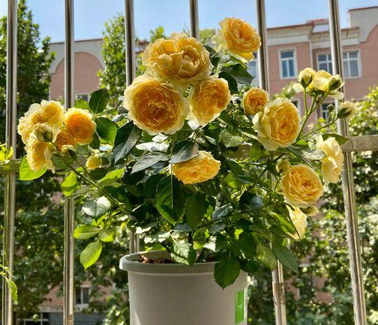 月季花的品种