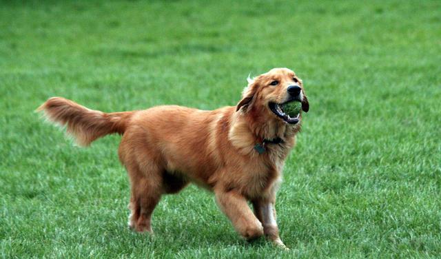 非常聪明金毛的智商是在犬界中排名第四的,仅仅排在边牧,贵宾和德牧