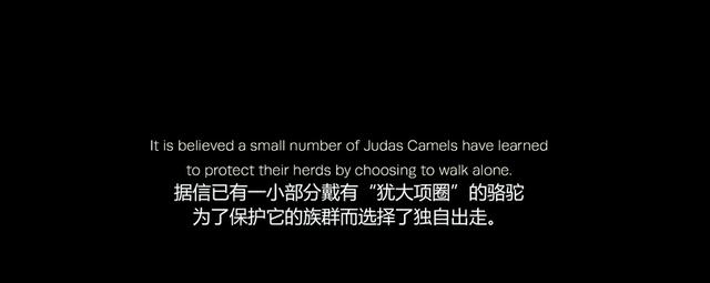 骆驼做错了啥？澳大利亚5天怒杀10000峰骆驼，还使用直升机射杀