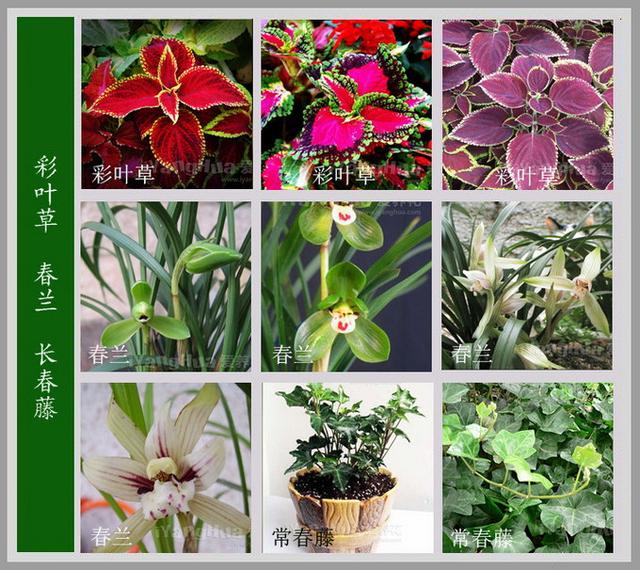 今天花花给大家整理了特别齐全的花卉百科图谱,大家可以对照着认一认