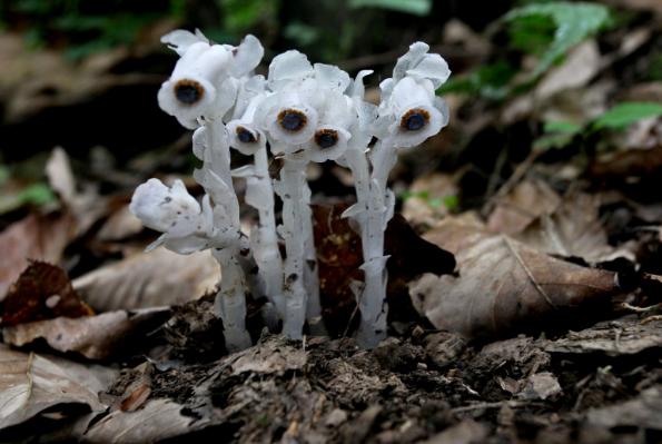 冥界之花有哪些（盘点6种很美的“冥界之花”）