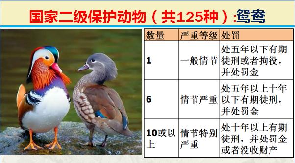 国家二级保护动物有哪些