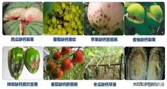 这种钙肥与磷酸二氢钾一起用，无沉淀，膨果快，增甜增产，卖相好1