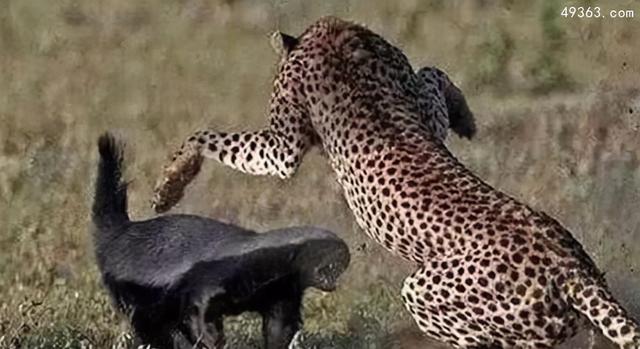 为什么蜜獾被叫做平头哥？