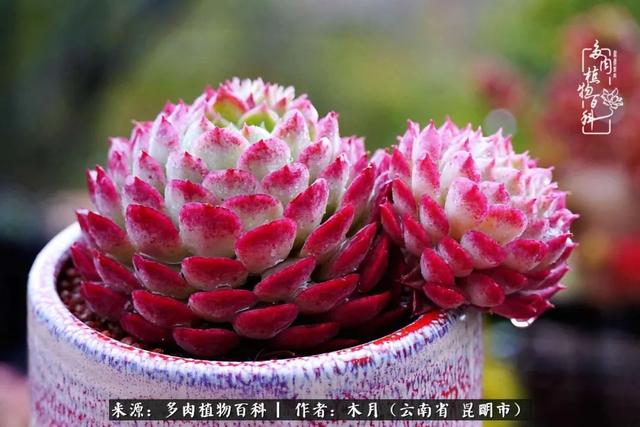 安康石英砂洗砂机厂家电话