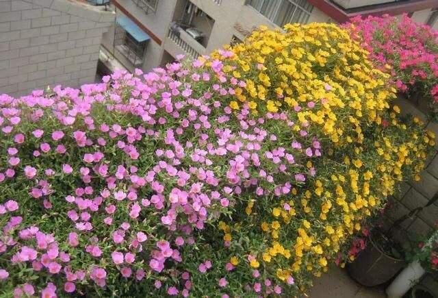 太阳花的种植 太阳花的种植「太阳花的种植方法和注意事项」 生活