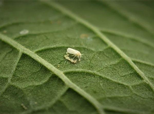 这几种虫害和病害在养花时很常见，养花的朋友可以参考一下4