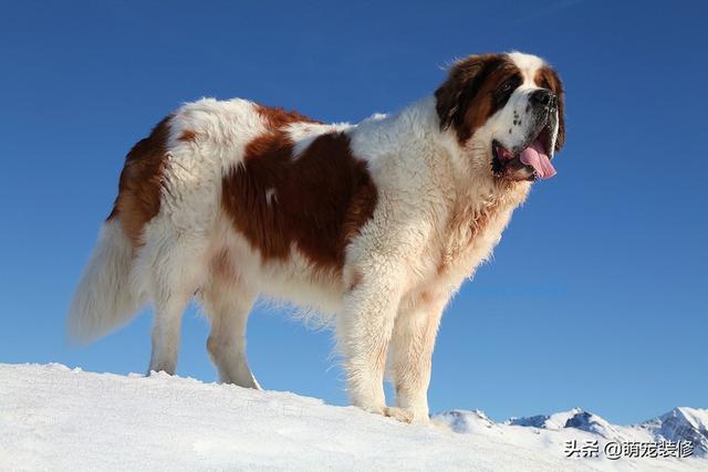 长须牧羊犬 长须牧羊犬（古代长须牧羊犬） 动物