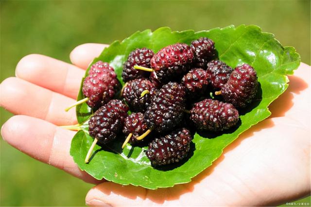 脾脏虚弱请注意：多吃3种食物，健脾养胃，身体慢慢变好