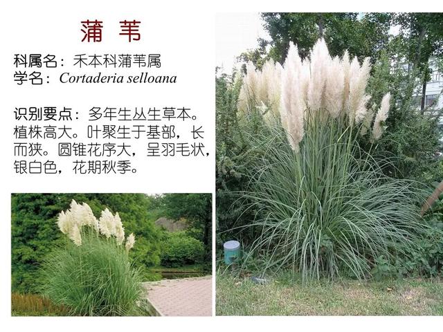水生植物种类 水生植物种类（水生植物100种） 生活