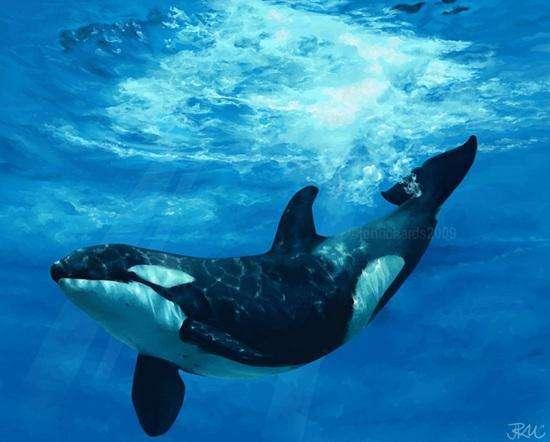 海豚是鲸鱼吗(海豚是鲸吗)