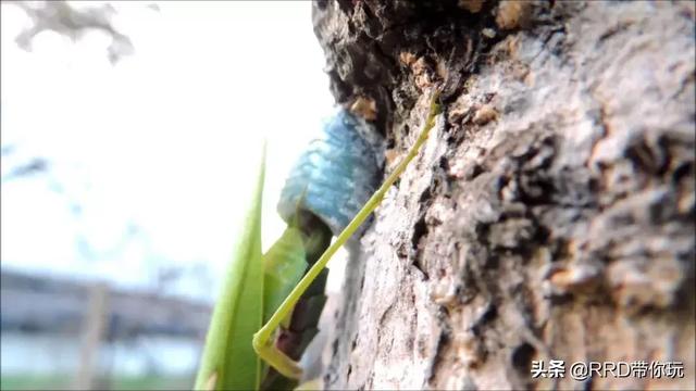 涉川歌词什么意思