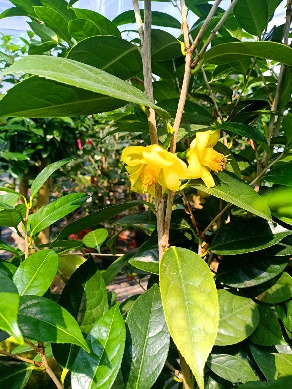 金花茶种植