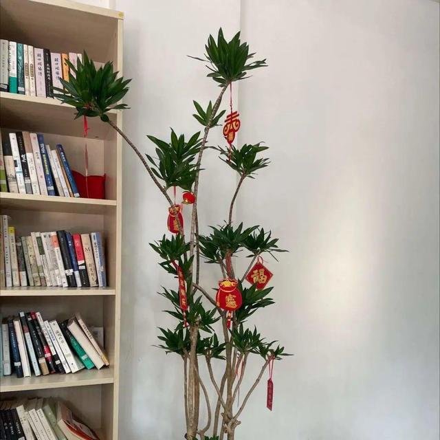 绿宝树