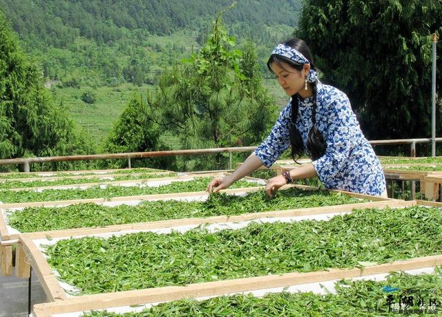 你这样喝茶？再好的茶都能变成毒药