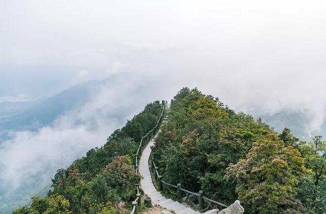 深圳最美绿道，绝了