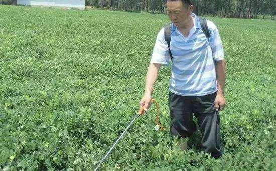 抗病、控旺、不早衰，自己在家就能配花生三遍药，每亩增产200斤4