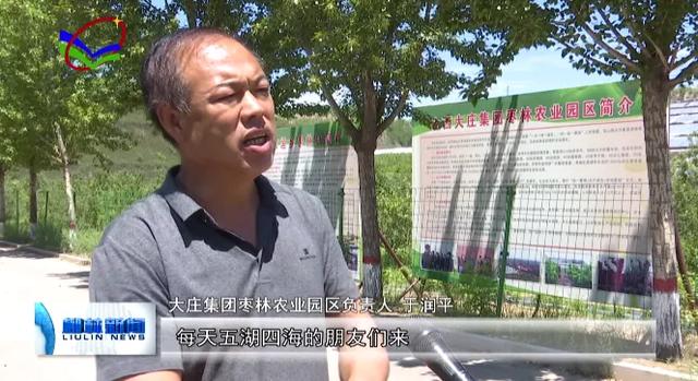 柳林大庄集团枣林农业园区：“约会”杏园 乐享采摘14