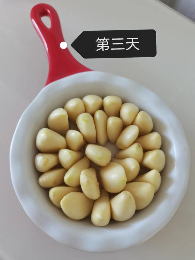 蒜苗的生长过程观察日记