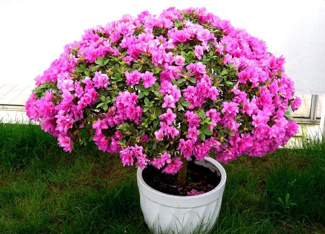 杜鹃花养殖