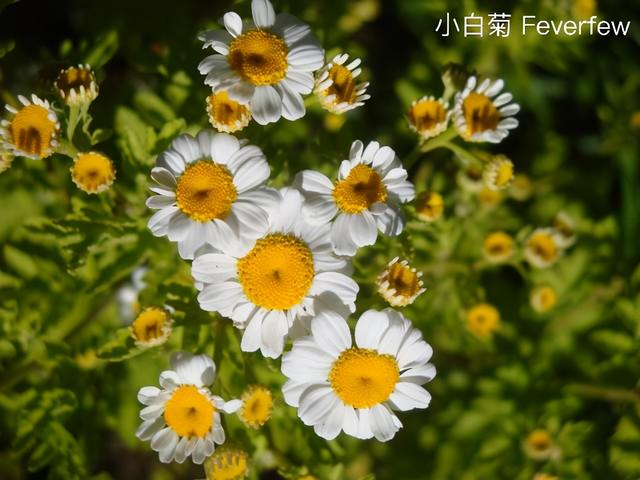 白菊花代表什么意思